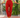 Calças -Pants Magic Red